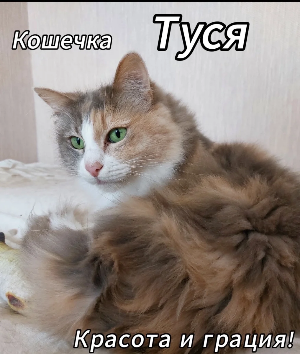 кошка в добрые руки — фото 3