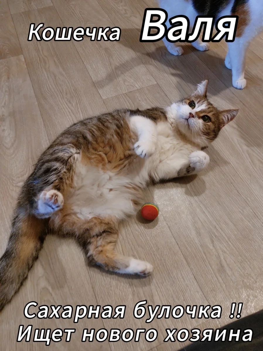 кошка в добрые руки — фото 4