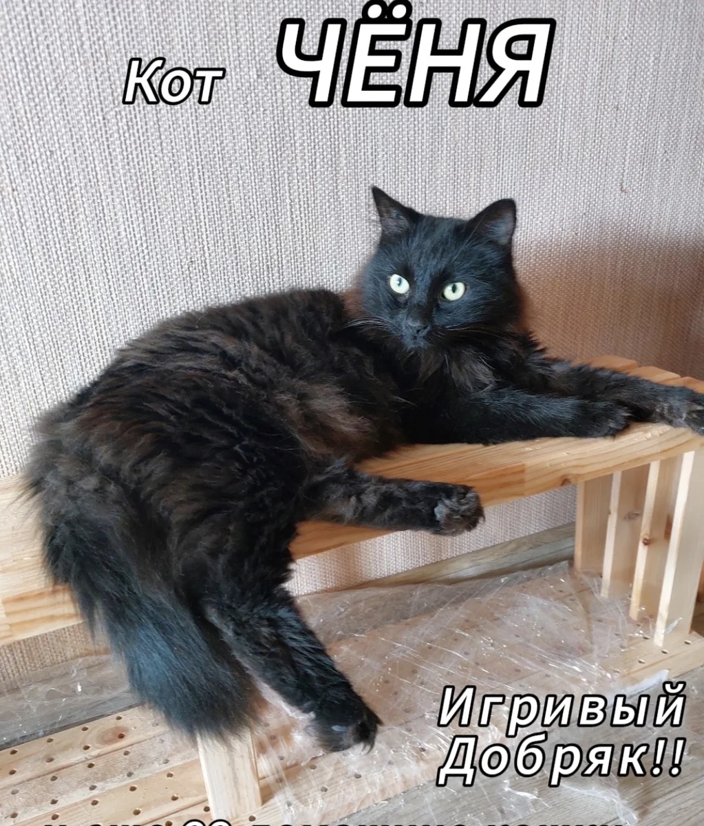 кошка в добрые руки — фото 6