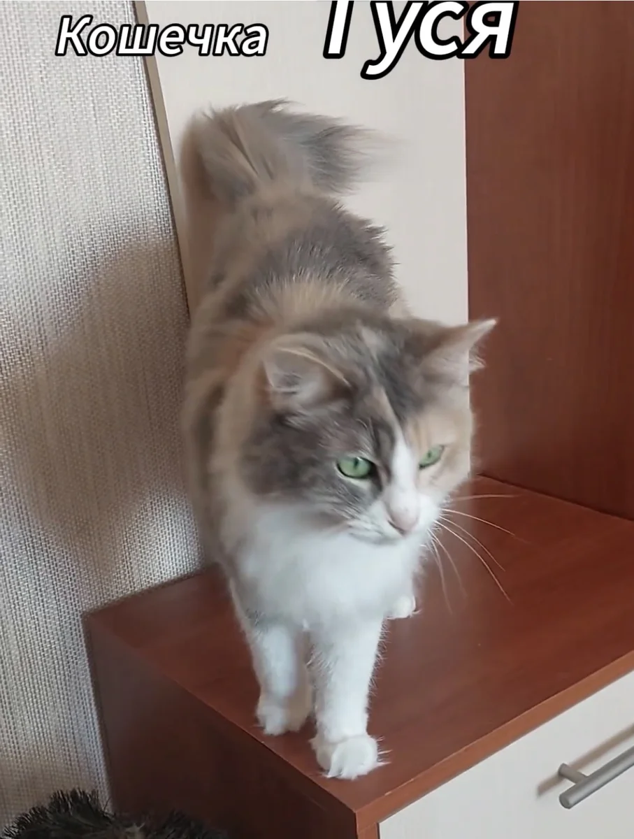 кошка в добрые руки — фото 2
