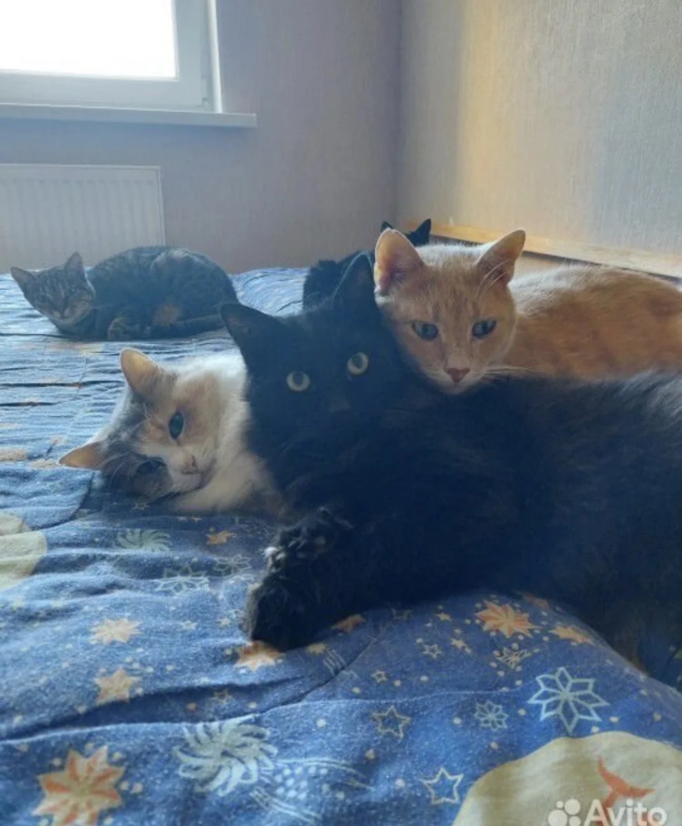 Кошки в добрые руки — фото 3