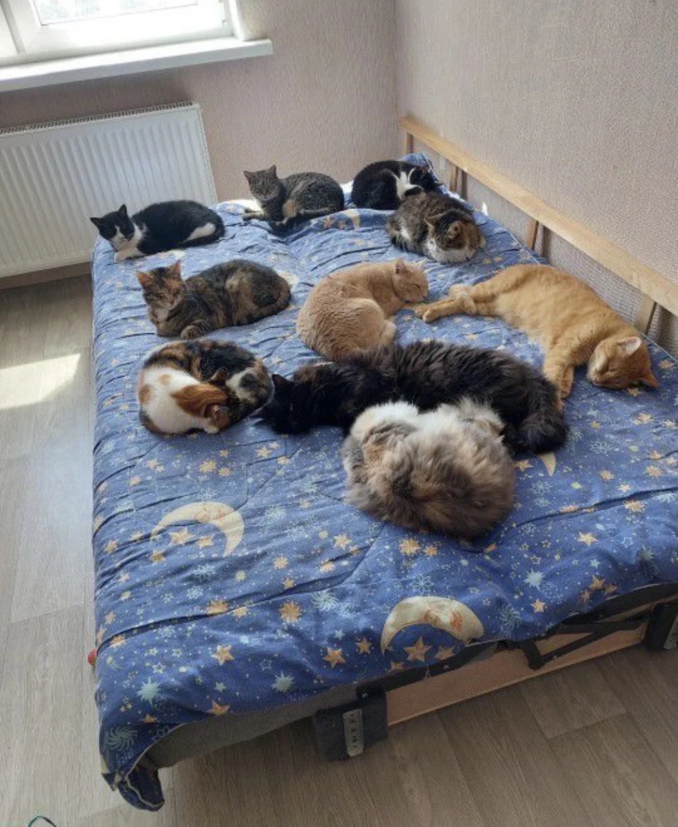 Кошки в добрые руки — фото 2