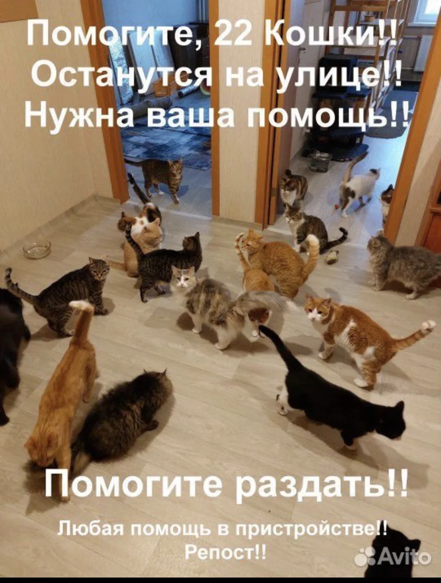 Кошки в добрые руки