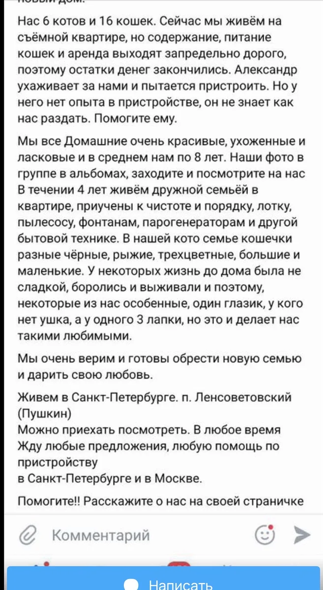 Кошки в добрые руки — фото 5