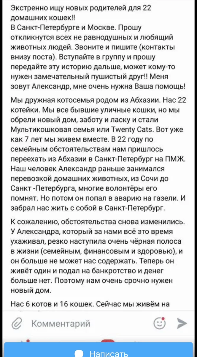 Кошки в добрые руки — фото 4