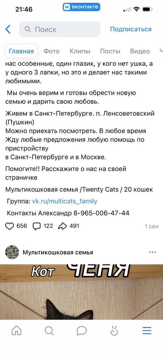 Кошки в добрые руки — фото 6