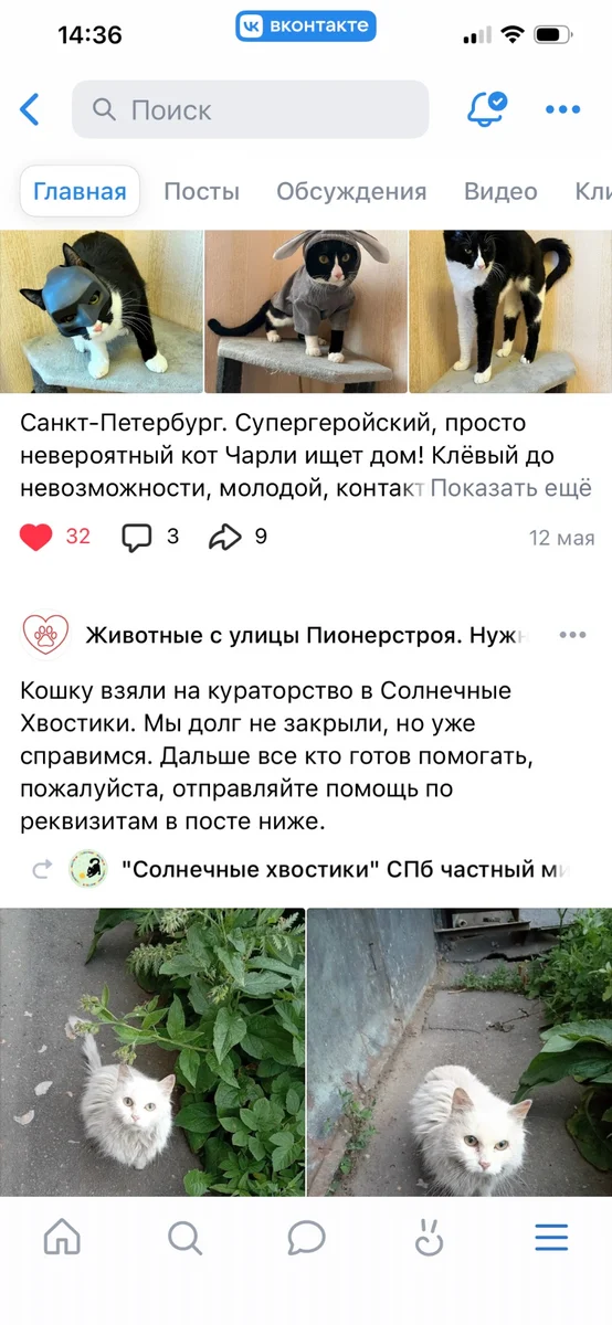 срочно помощь кошечке — фото 5